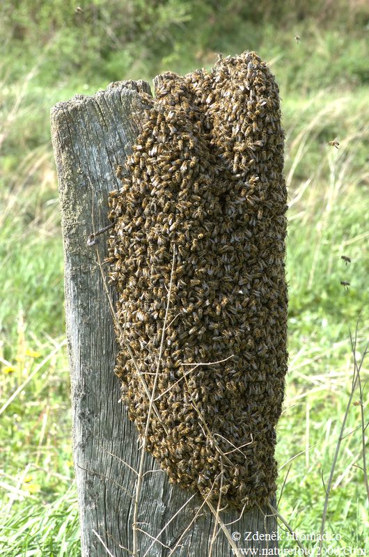 Honey Bee, Apis mellifera (Others, )